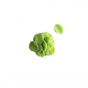 Dobla Folhas e Petalas - Petals mini green 1kg